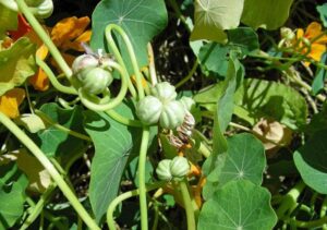 pączki nasturcji ala kapary