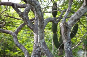 Bursera graveolens palo santo 