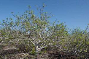 Bursera graveolens palo santo 