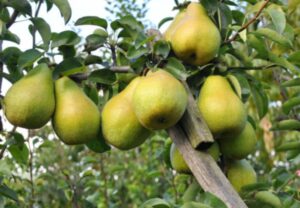 Gruszki właściwości przepisy lecznicze