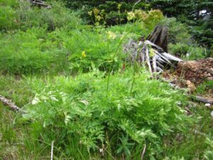 Ligusticum porteri osha korzeń właściwości