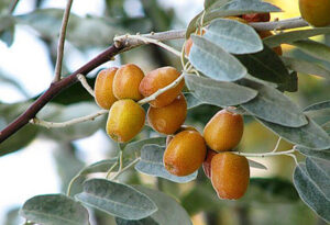 Oliwnik wąskolistny Elaeagnus angustifolia rosyjska oliwka