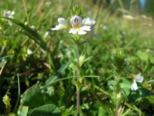 Świetlik łąkowy na wzrok, oczy, oczyszczenie i trawienie