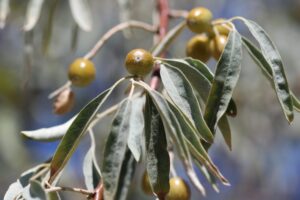 Oliwnik wąskolistny Elaeagnus angustifolia rosyjska oliwka