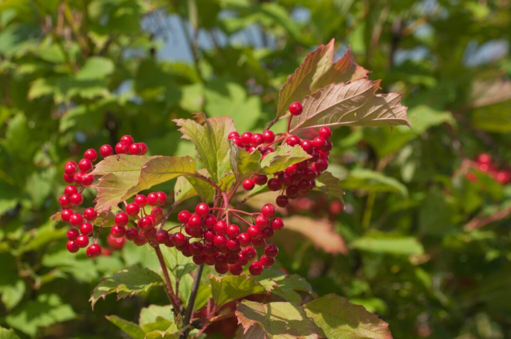 kalina koralowa właściwości Viburnum opulus