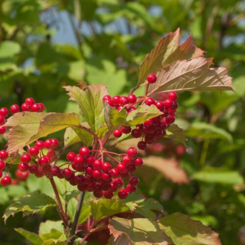 kalina koralowa właściwości Viburnum opulus