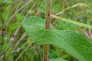 Eupatorium perfoliatum przerośnięte liście sadźca przerośniętego