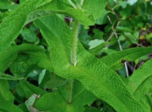 Eupatorium perfoliatum przerośnięte liście sadźca przerośniętego