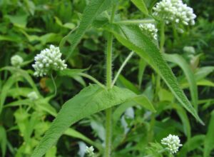 Sadziec przerośnięty Eupatorium perfoliatum grypa, borelioza