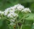 Sadziec przerośnięty Eupatorium perfoliatum grypa, borelioza