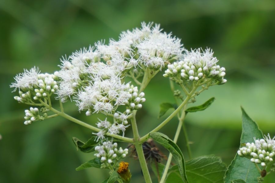 Sadziec przerośnięty Eupatorium perfoliatum grypa, borelioza