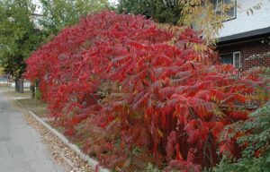 Rhus typhina sumak octowiec krzew