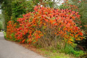 Rhus typhina sumak octowiec krzew