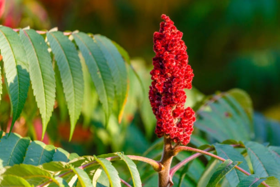 sumak octowiec rhus typhina wlasciwosci zastosowania przepisy