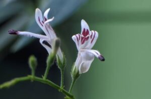 Andrographis paniculat właściwości