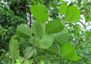 Czarna olsza właściwości lecznicze Alnus glutinosa