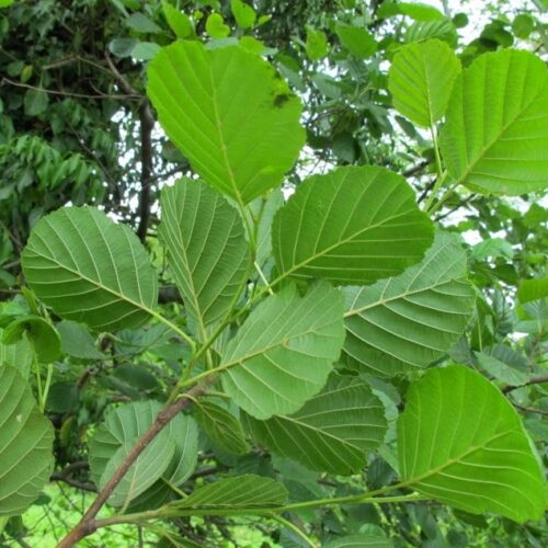 Czarna olsza właściwości lecznicze Alnus glutinosa