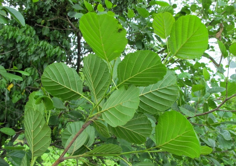 Czarna olsza właściwości lecznicze Alnus glutinosa