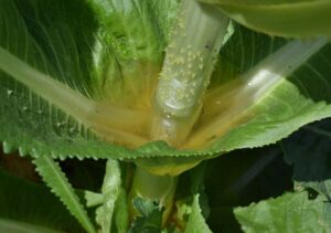 woda ze szczeci dla skóry