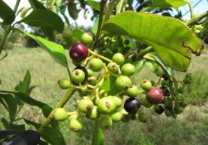 Korzennik lekarski Pimenta dioica właściwości