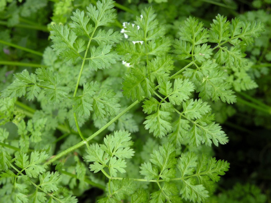 Trybula ogrodowa właściwości Anthriscus cerefolium