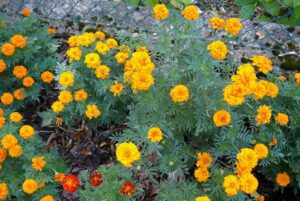 Aksamitki rodzaje jak uprawiać