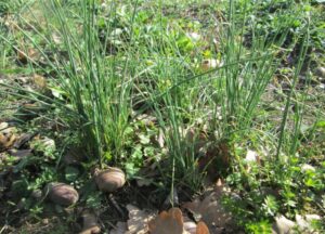 Allium vineale czosnek winnicowy