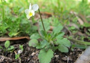 Bratek polny Viola arvensis