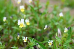 Bratek polny właściwości przepisy zastosowania 