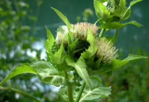 Czarcie żebro i ostrożeń polny właściwości przepisy 
