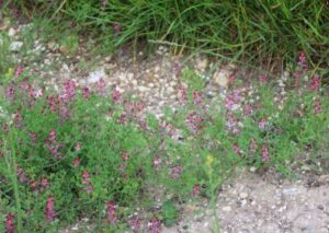 Fumaria Officinalis jak wygląda