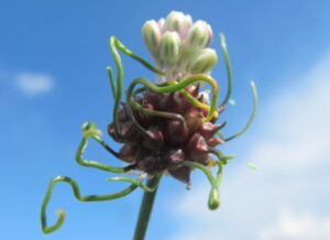 Główka dzikiego czosnku winnicowego