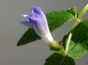 Przepisy z tarczycy pospolitej