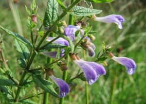 Scutellaria galericulata tarczyca pospolita