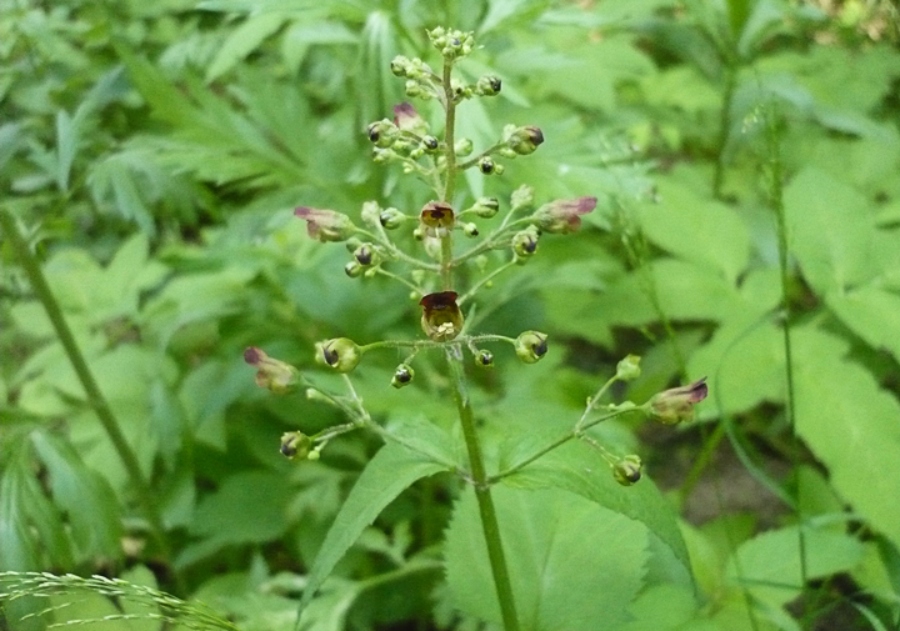 Trędownik właściwości zastosowania Scrophularia nodosa