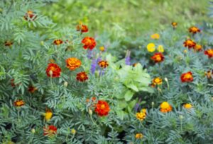 aksamitki właściwości lecznicze przepisy