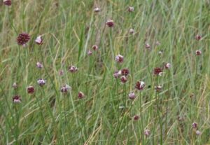 allium vineale dziki szczypiorek
