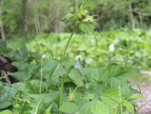czarcie żebro jak wygląda ostrożeń