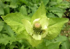 czarcie żebro właściwości