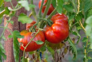 dojrzałe w słońcu pomidory zdrowe czy nie