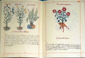 kodeks Barberini Codex rośliny lecznicze