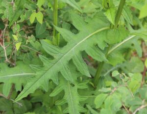 ostrożeń warzywny liść czarciego żebra