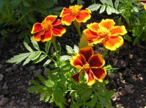 przepisy zielarskie z aksamitek