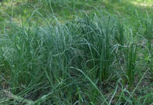 winniczny czosnek jak trawa