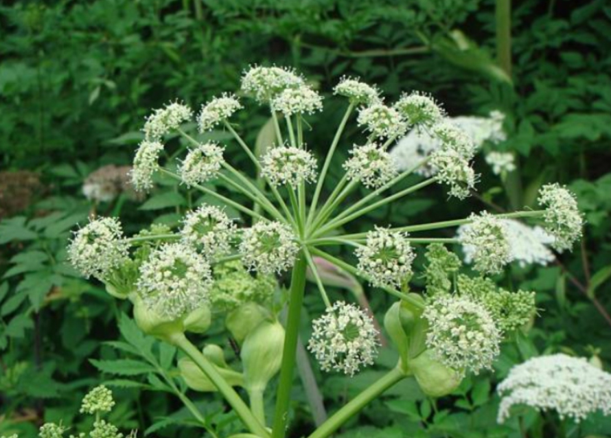 Arcydzięgiel szkodliwą materię wydala