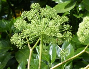 Arcydzięgiel właściwości przepisy