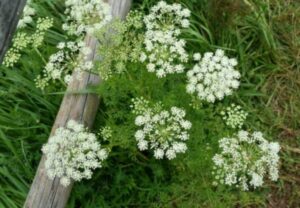 Kminek zwyczajny carum carvi