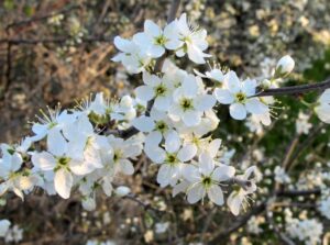 Prunus spinosa tarnina owoce i kwiaty