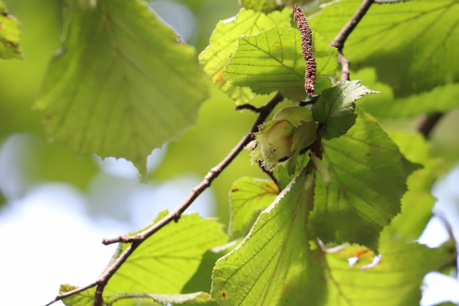 leszczyna właściwości orzechy, kora, liście, pączki