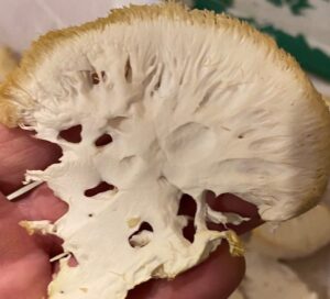 lwia grzywa dla mózgu